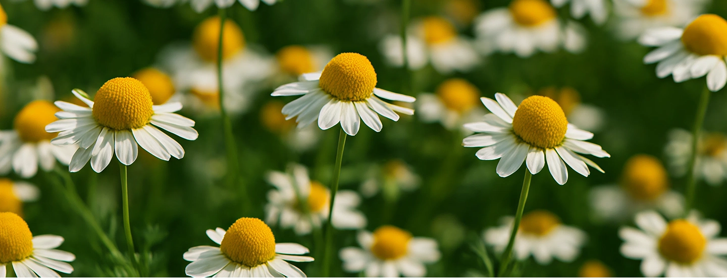 Chamomile Extract