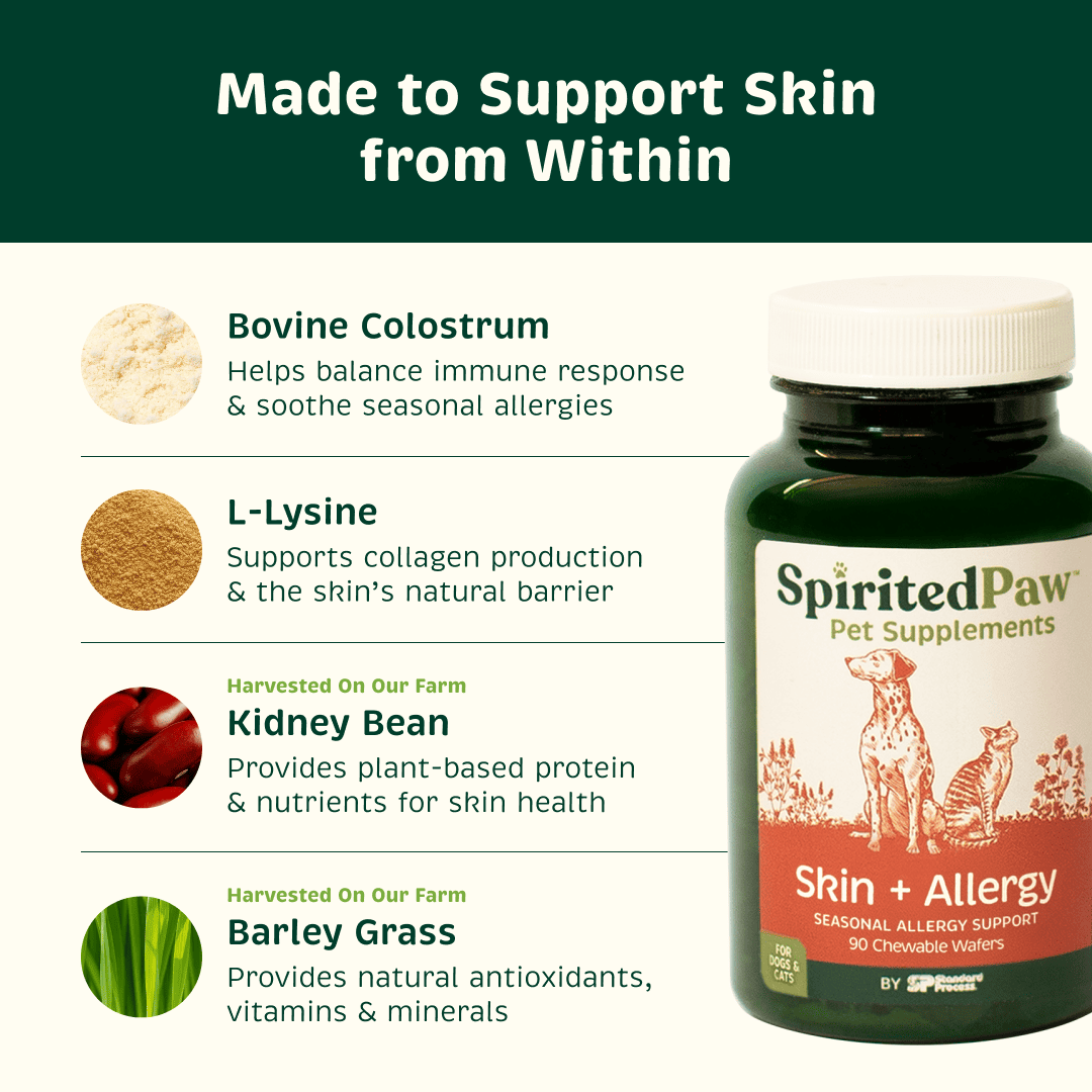 Spirited Paw Skin + Allergy supplement with bovine colostrum, L-lysine, kidney bean and barley grass for skin and seasonal support.
