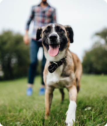dog in field with man
