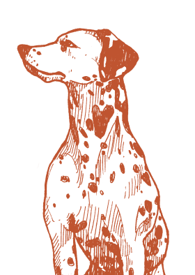 dog illustration