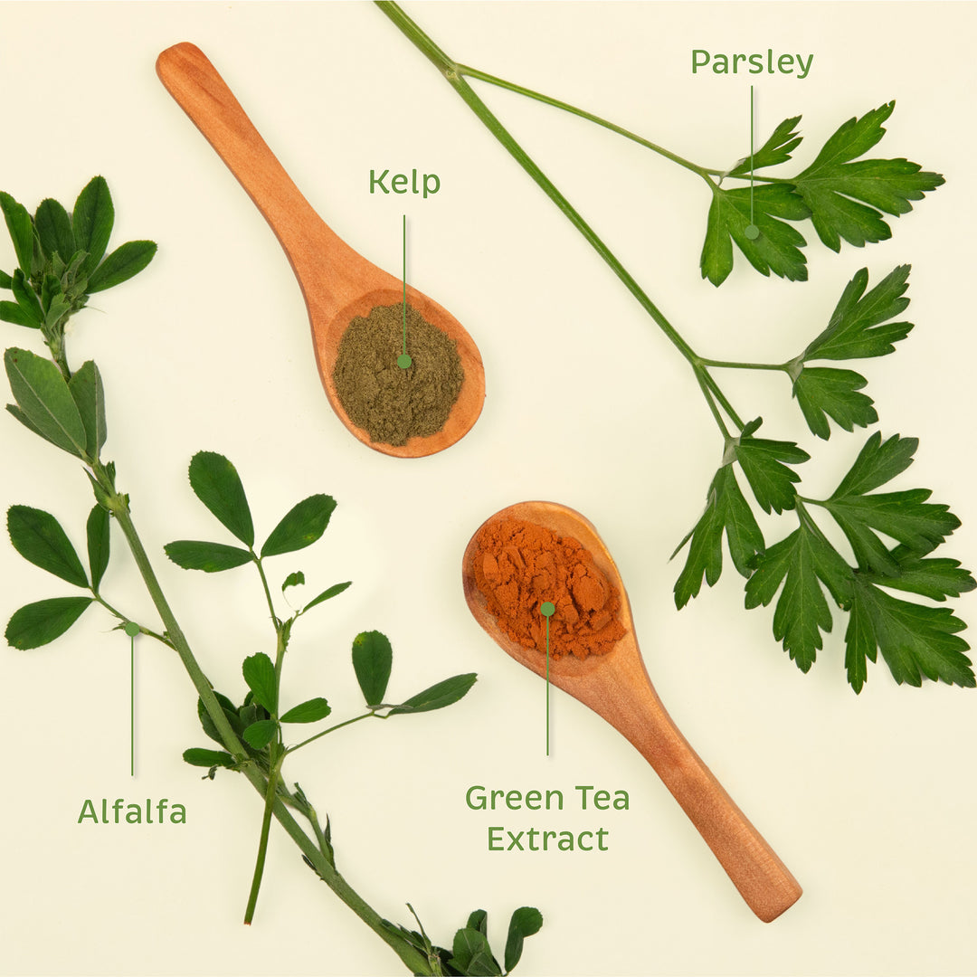 Natural ingredients in Spirited Paw Dental Supplement, including alfalfa, kelp, parsley, and green tea extract, displayed with labeled wooden spoons and fresh herbs