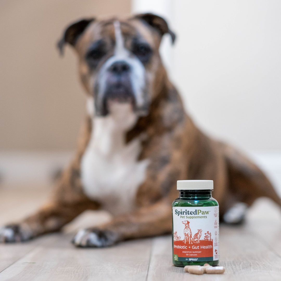 SpiritedPaw Probiotic + Gut Health supplement bottle with a blurred dog in the background.