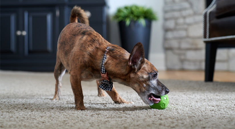 small dog in living room playing with ball