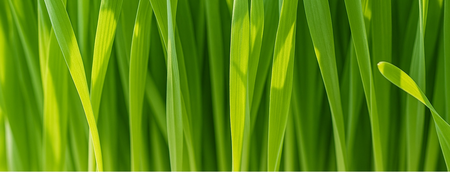 Barley Grass