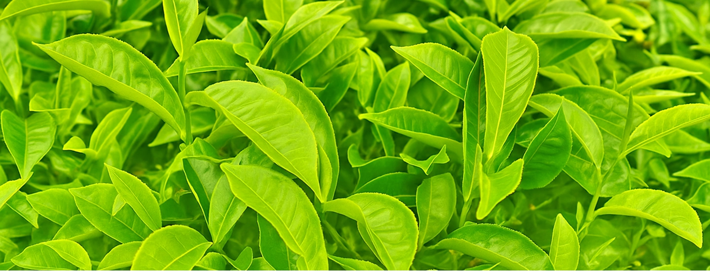 Green Tea Extract