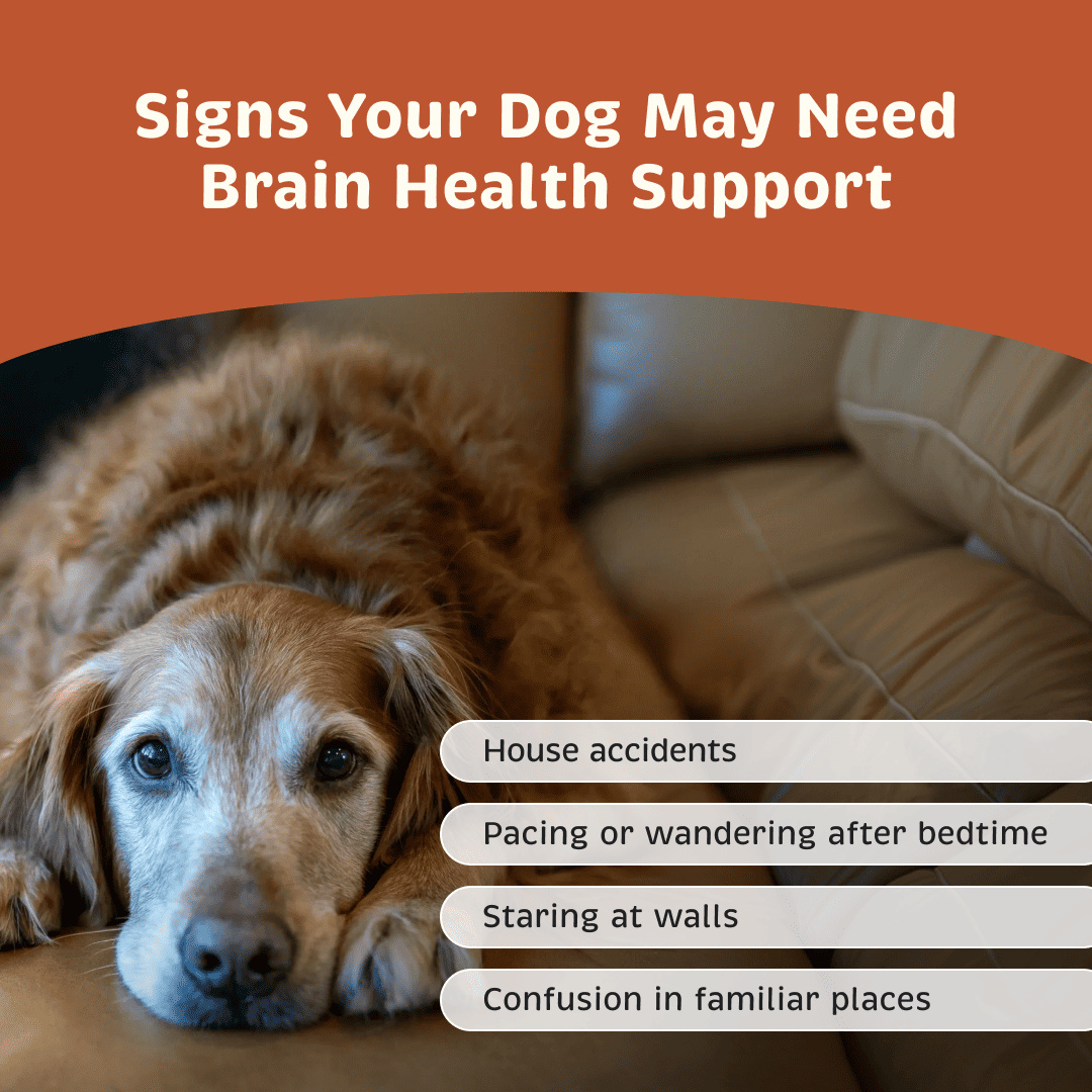Signs a dog may need brain health support including house accidents, nighttime pacing, staring at walls and confusion in familiar places.