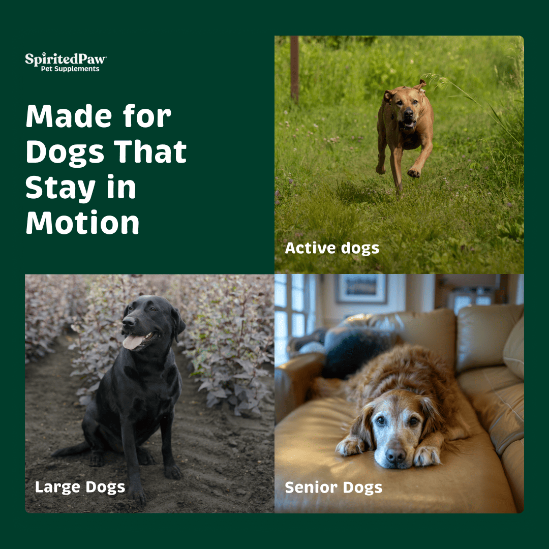 Spirited Paw Joint + Mobility support for active dogs, large dogs and senior dogs.