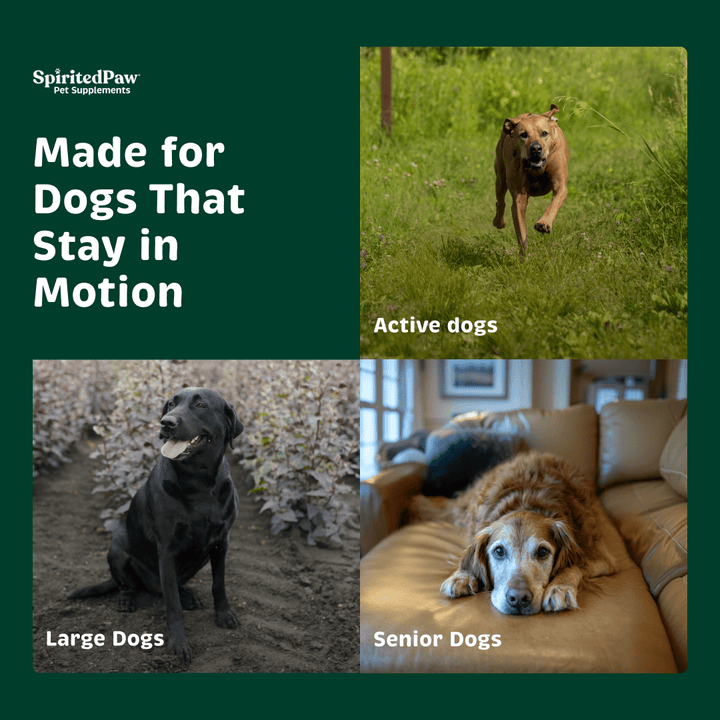 Spirited Paw Joint + Mobility support for active dogs, large dogs and senior dogs.