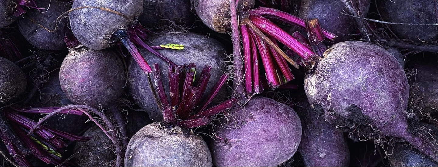 Beet Root