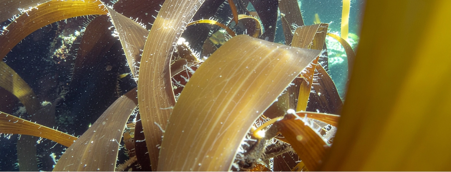 Organic Kelp