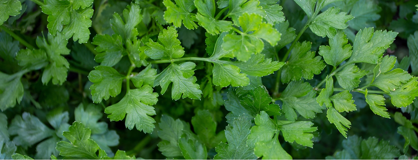 Parsley Flake