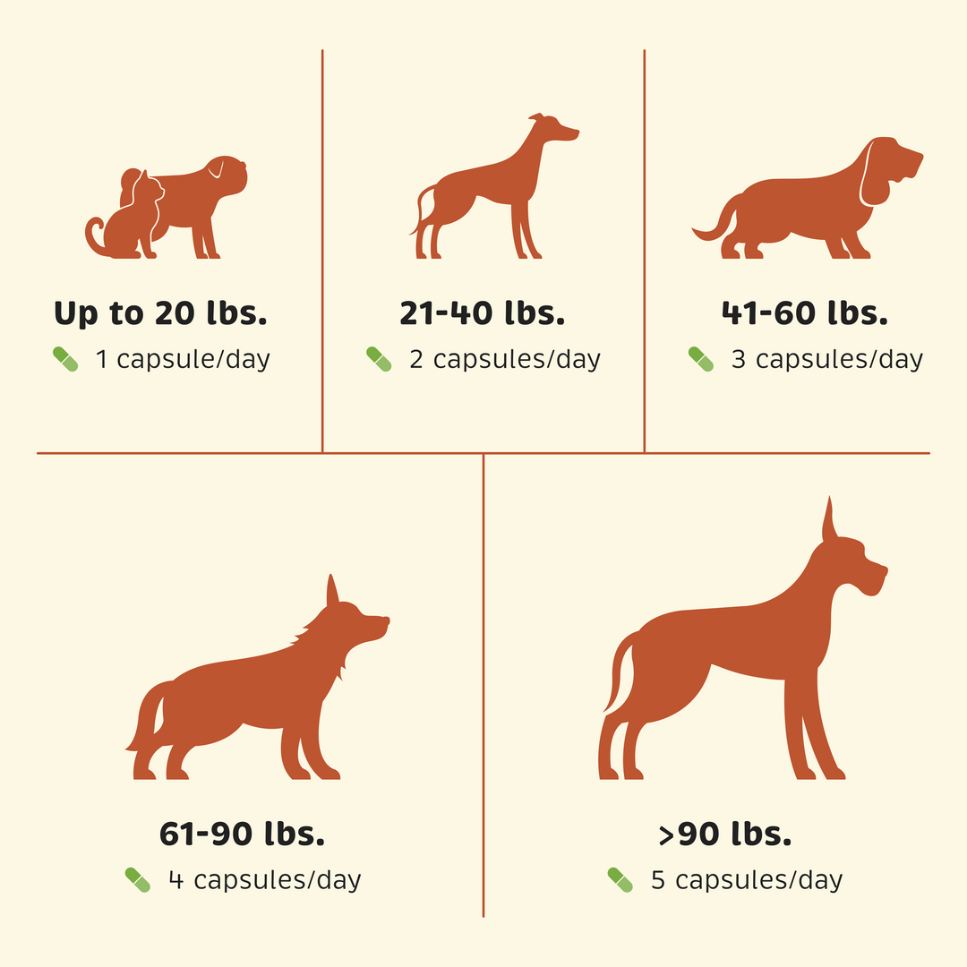 Probiotic + Gut Health