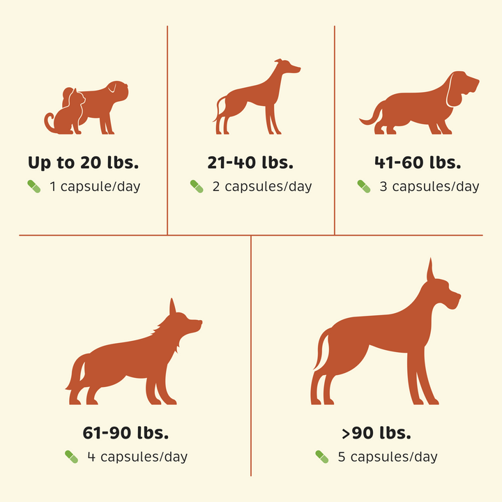 Probiotic + Gut Health