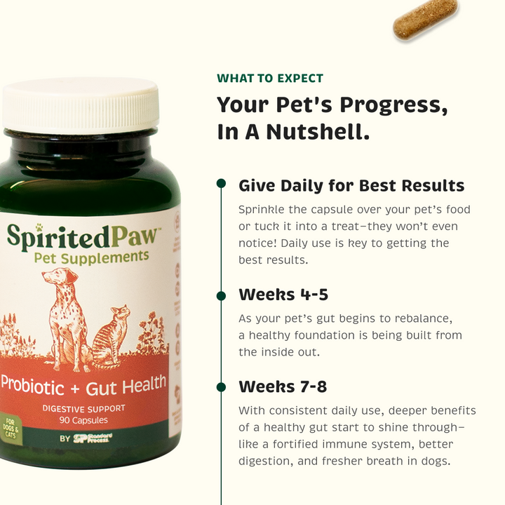 Pet's progress for best results