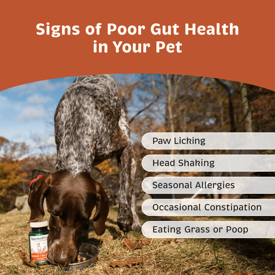 Signs of poor gut health in pets including paw licking, head shaking, seasonal allergies, occasional constipation and eating grass or poop.