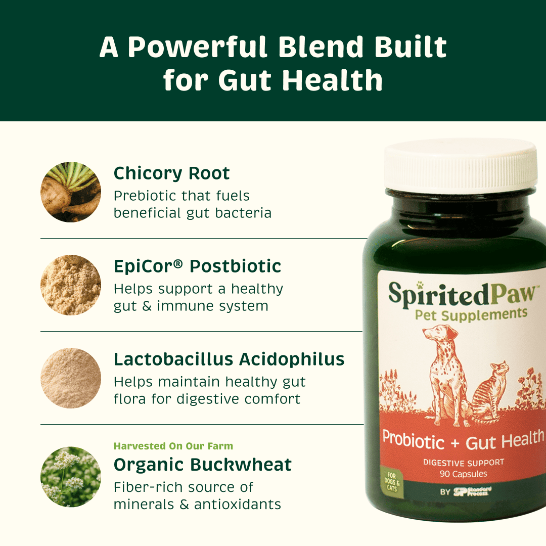 Spirited Paw Probiotic + Gut Health with chicory root, EpiCor postbiotic, Lactobacillus acidophilus and organic buckwheat.