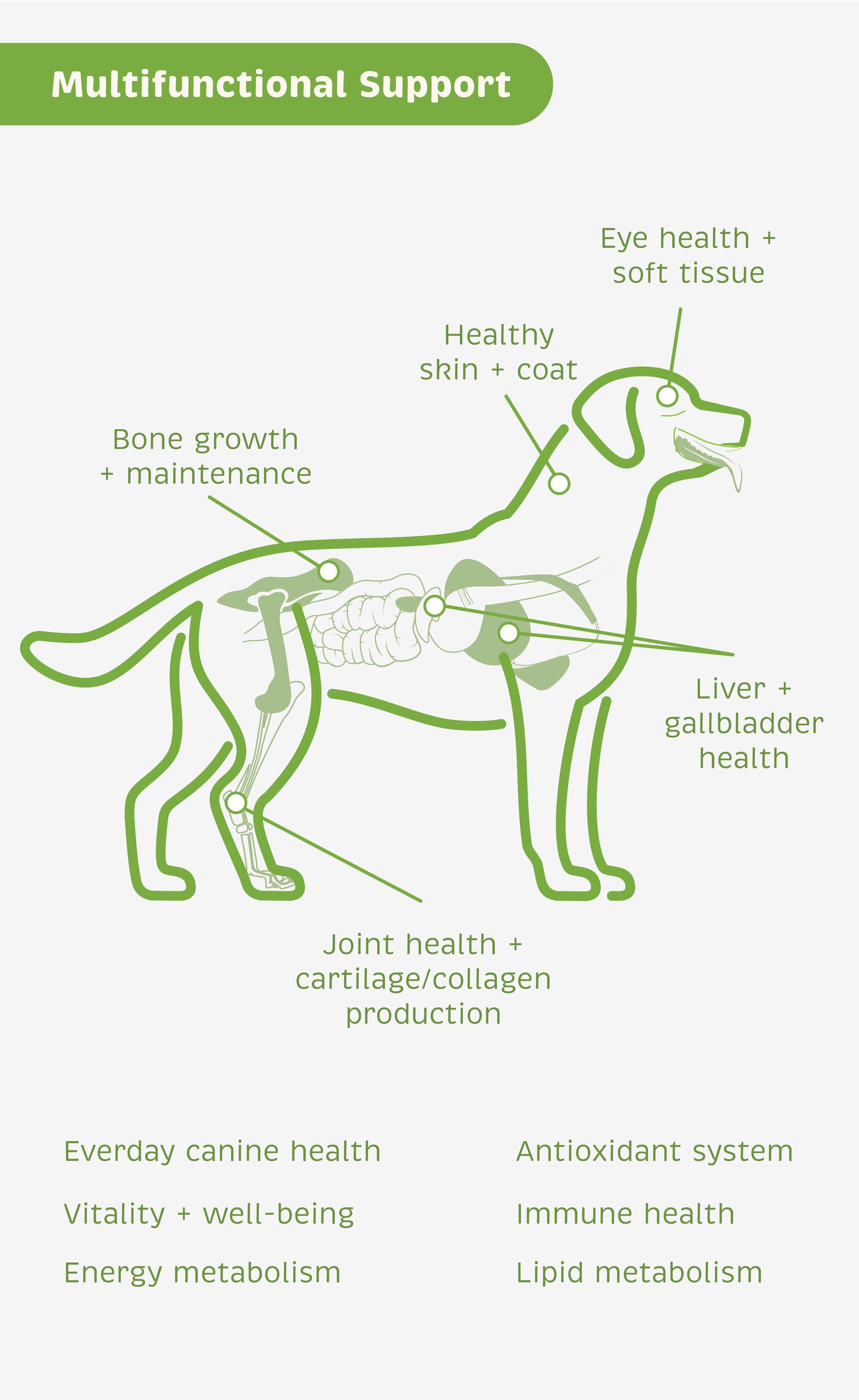 illustration of multifunctional support for dogs