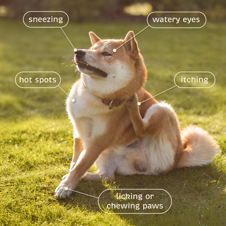 Dog sitting on grass with health issues labeled: sneezing, watery eyes, itching, hot spots, licking or chewing paws.