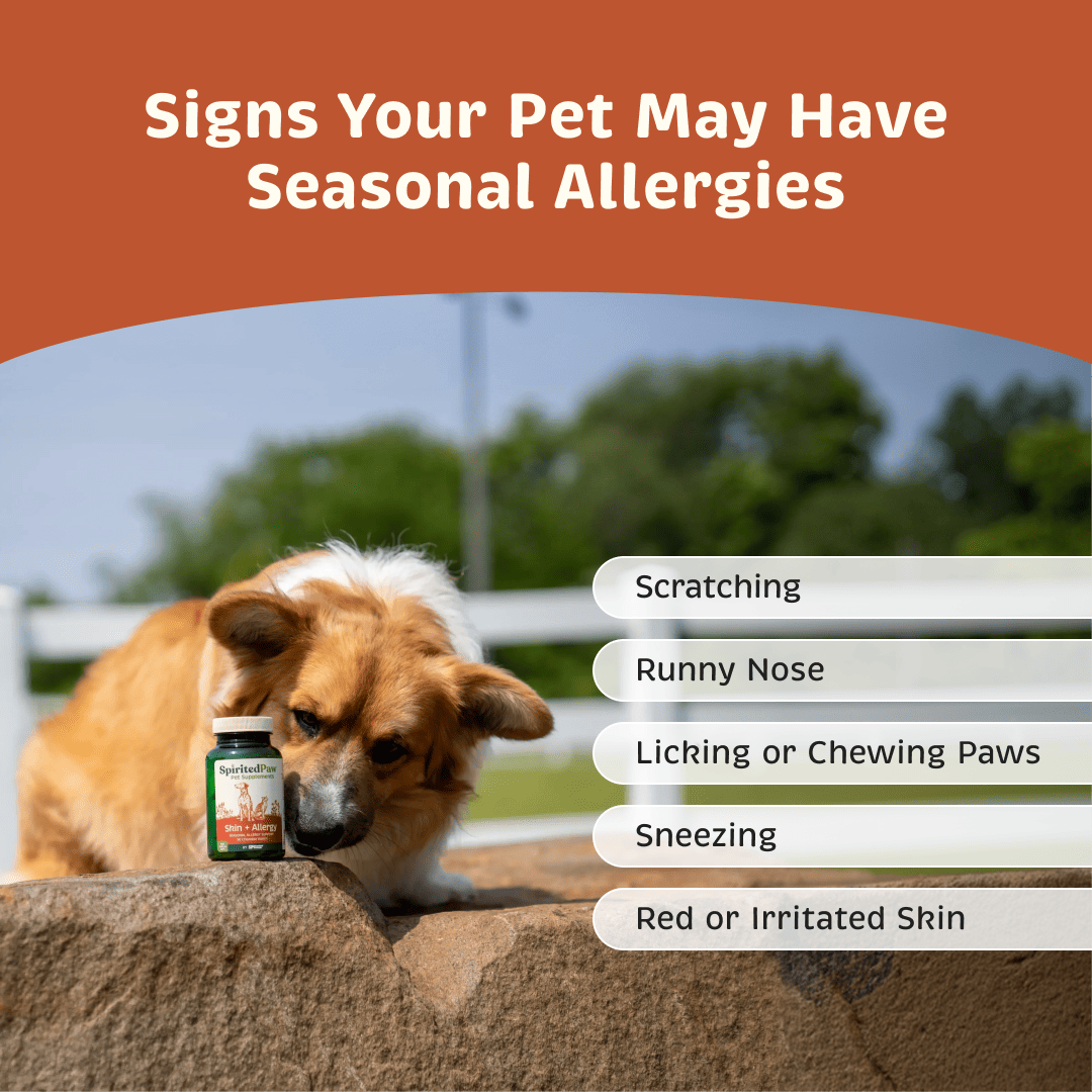 Signs of seasonal allergies in pets including scratching, runny nose, paw licking or chewing, sneezing and red or irritated skin.