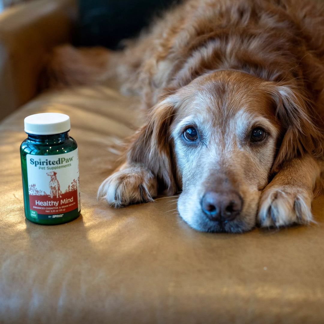 Dog lying on a couch next to a bottle of Spirited Paw Healthy Mind product.