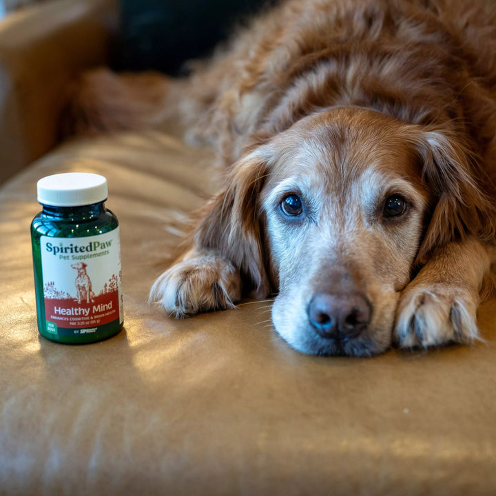 Dog lying on a couch next to a bottle of Spirited Paw Healthy Mind product.