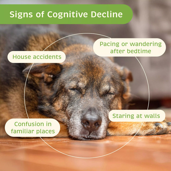 Old dog with cognitive decline symptoms labeled on a wooden floor