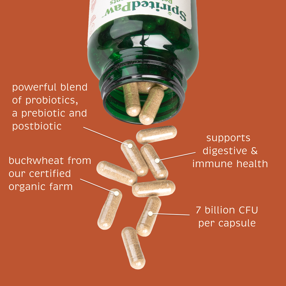 Spirited Paw Probiotic + Gut Health Supplement bottle tilted, pouring out capsules highlighting powerful probiotic blend.