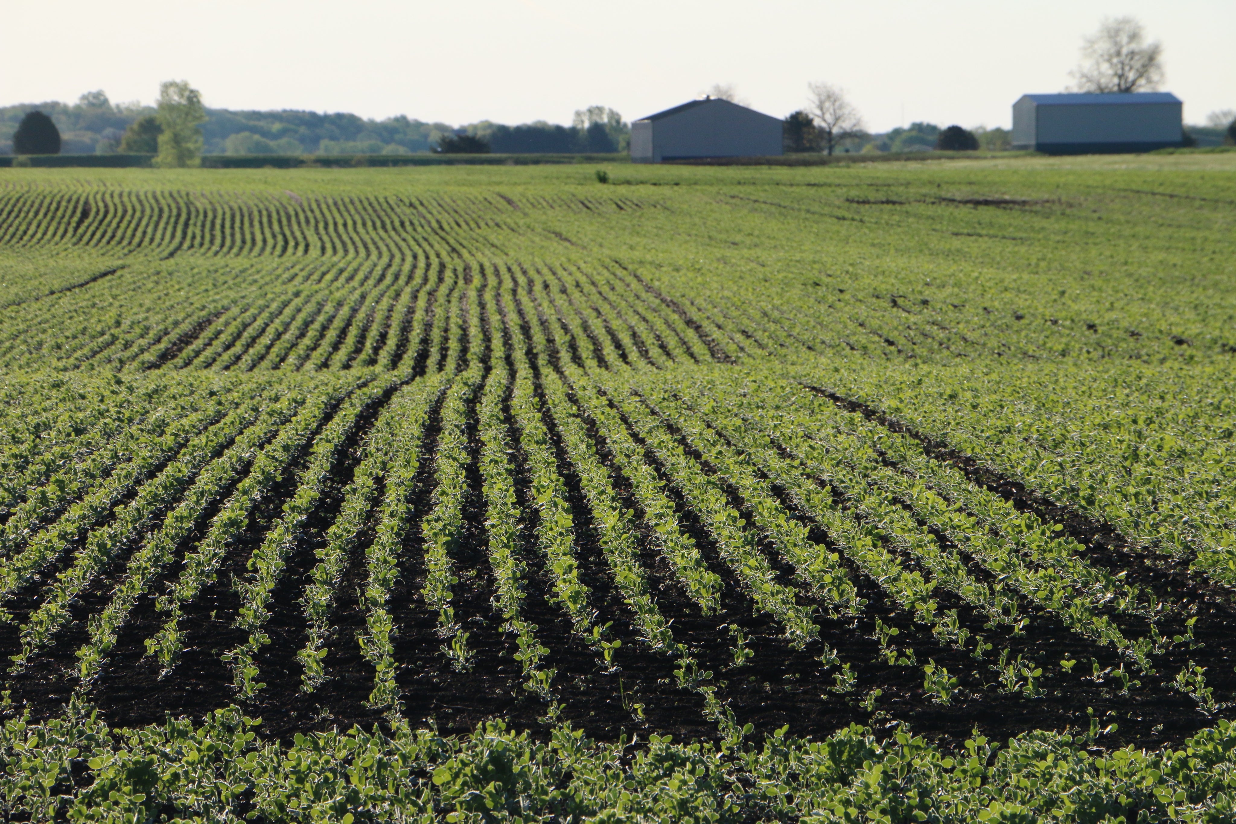 Harvesting & Potting