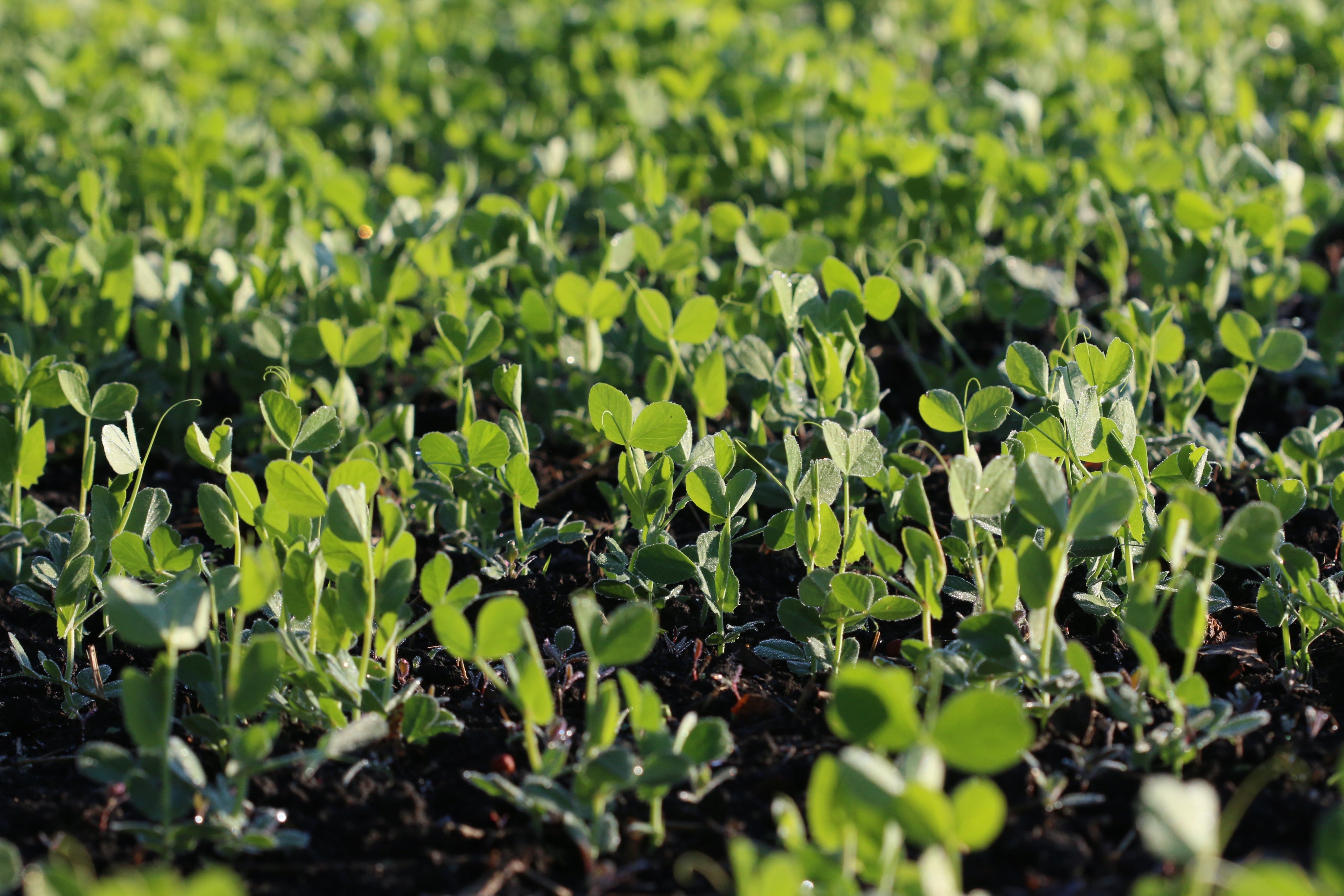 Organic Growing & Pest Control