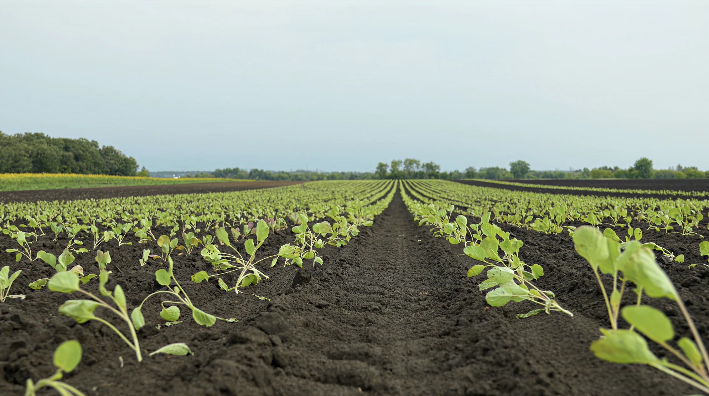 Science Meets Soil